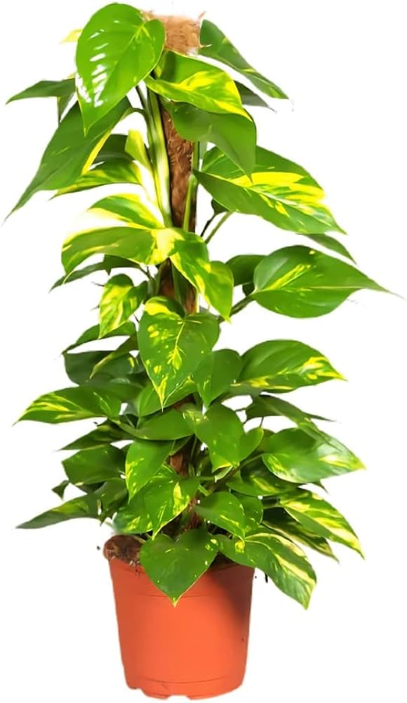 Money Plant (Scindapsus , Pothos) - THE GARDEN CENTRE