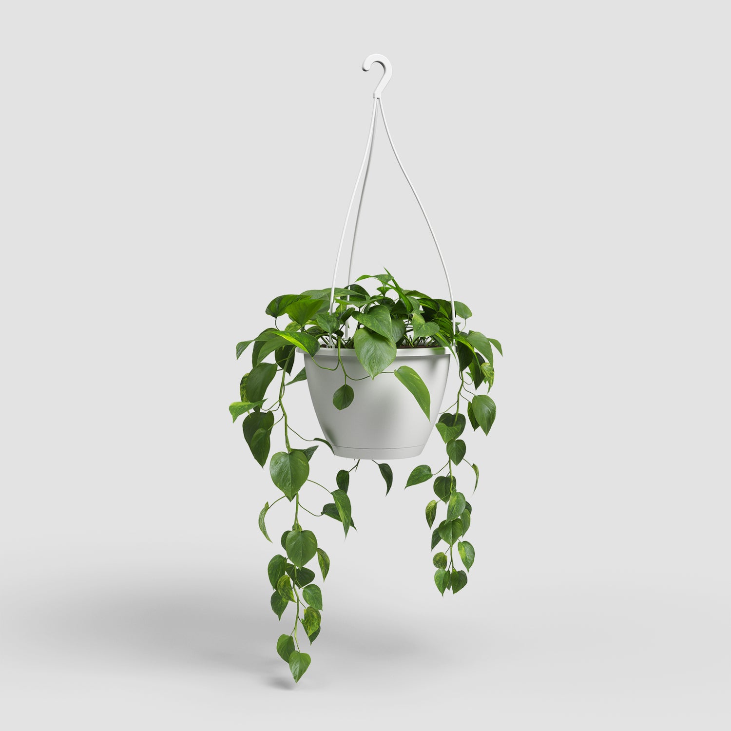 Hanging Plant Kit
