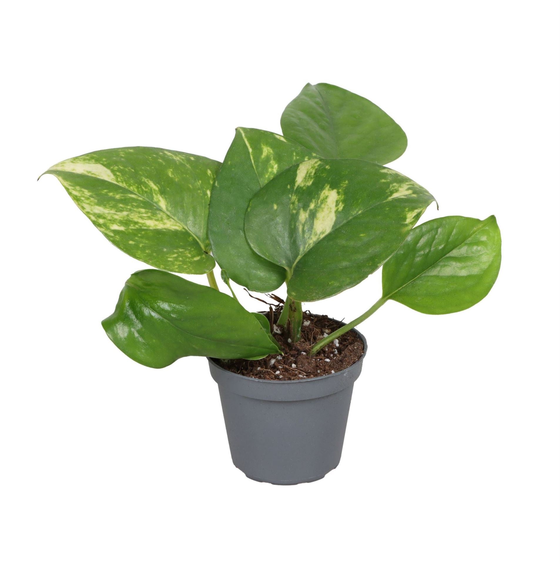 Scindapsus Aureas -MoneyPlant/Pothos - THE GARDEN CENTRE