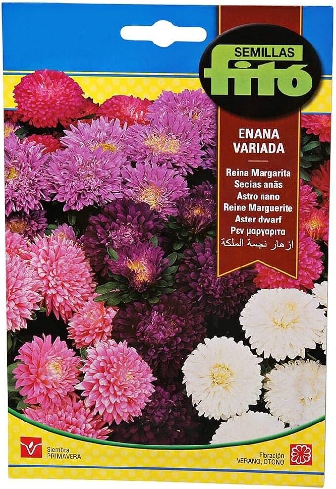 Fito Aster mix - THE GARDEN CENTRE