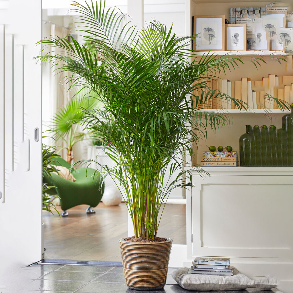 Areca Palm  (Dypsis lutescens) 120 cm - THE GARDEN CENTRE