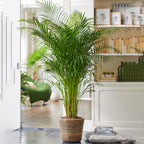 Areca Palm  (Dypsis lutescens) 120 cm - THE GARDEN CENTRE