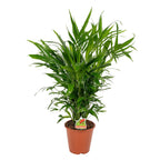 Chamaedorea Cataractarum - THE GARDEN CENTRE