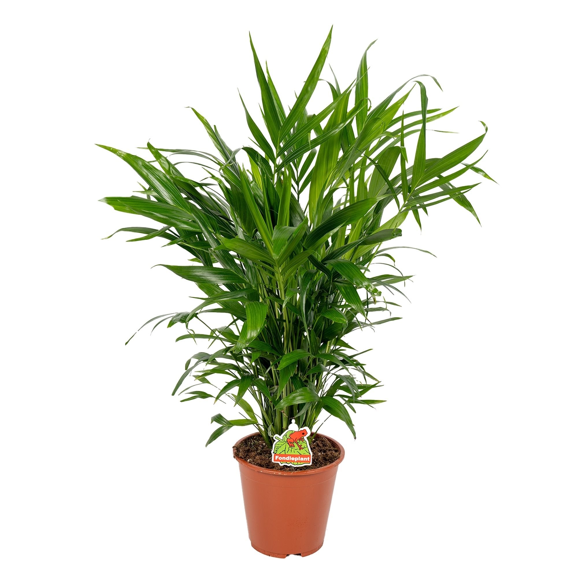 Chamaedorea Cataractarum - THE GARDEN CENTRE