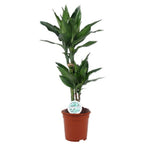 Draceana Studneri 85cm - THE GARDEN CENTRE