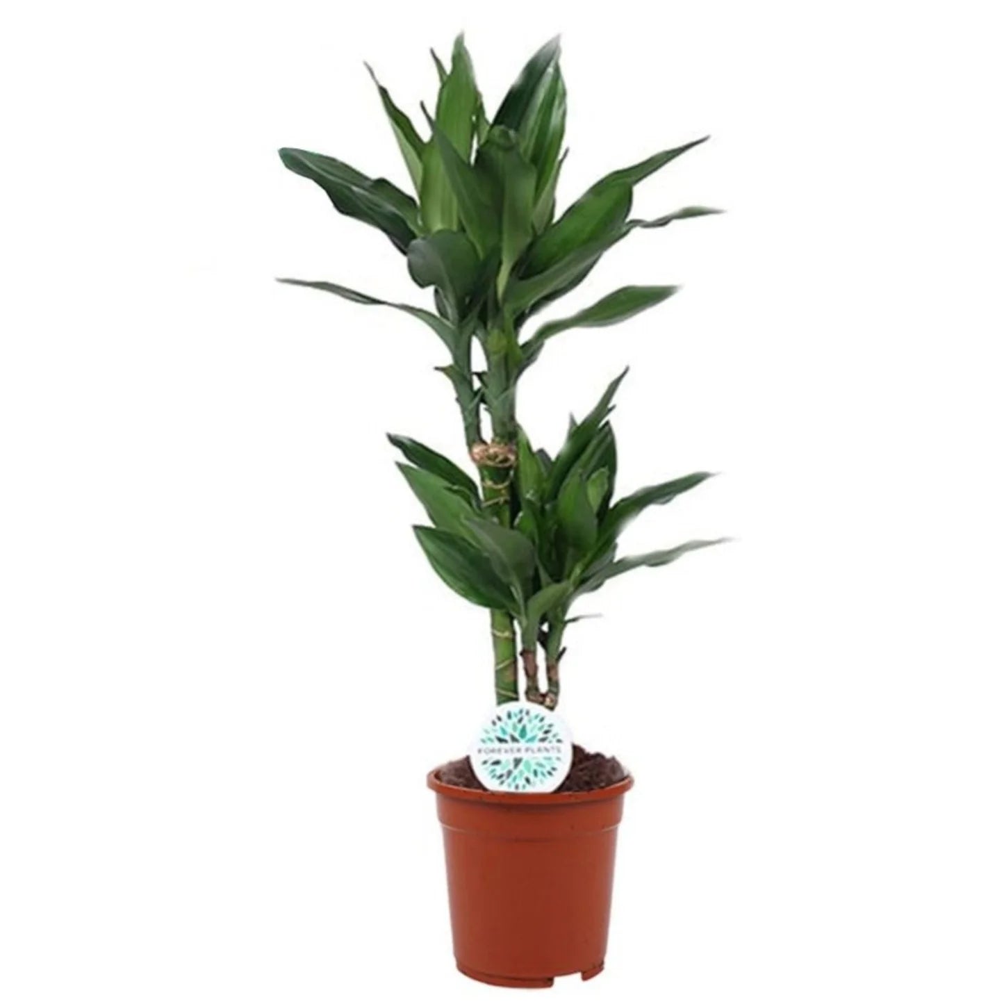 Draceana Studneri 85cm - THE GARDEN CENTRE