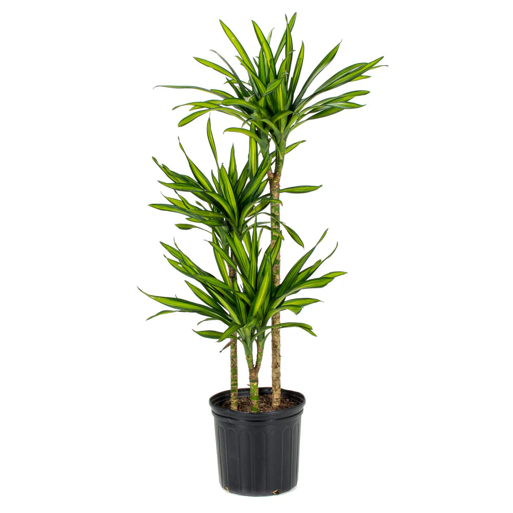 Draceana Frag Rikki - THE GARDEN CENTRE