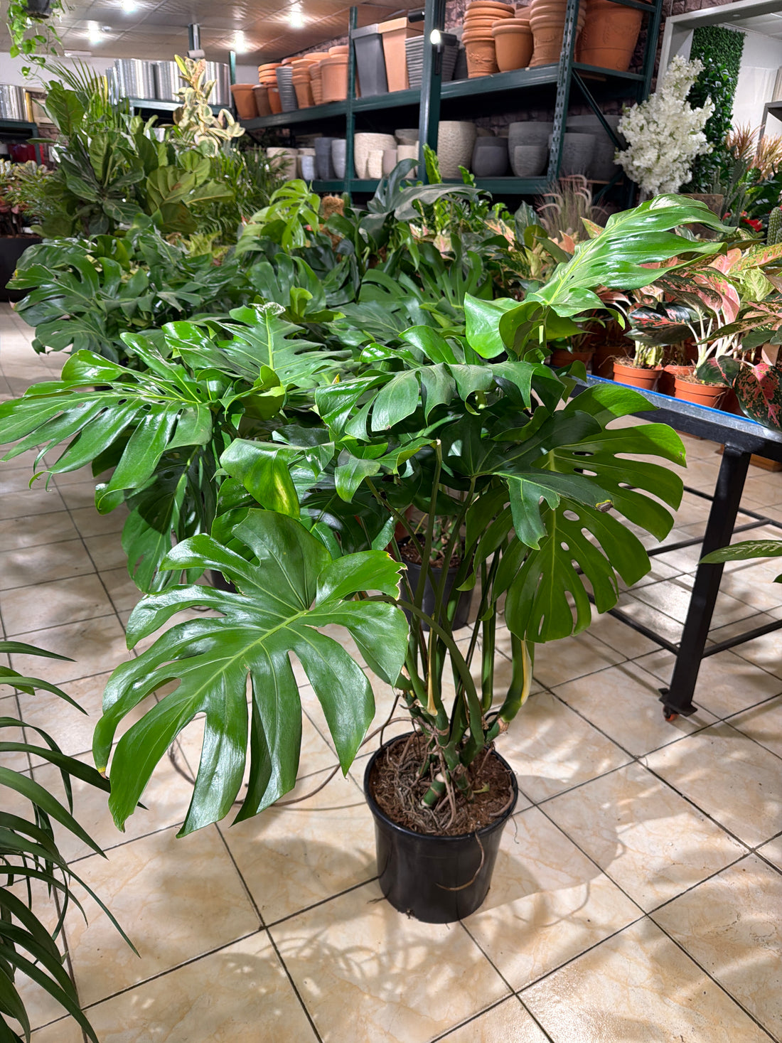 Monstera Mosstick - THE GARDEN CENTRE