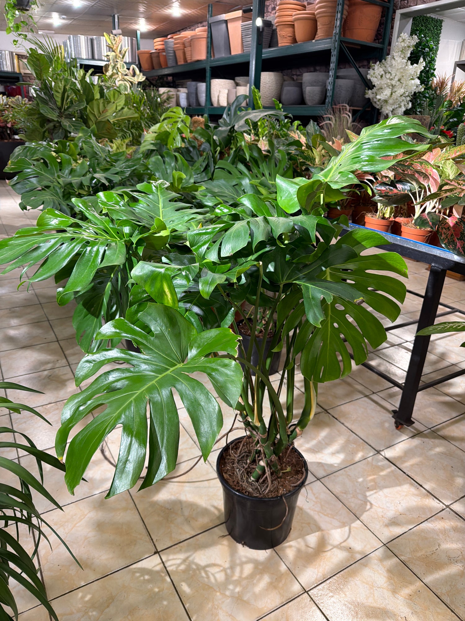 Monstera Mosstick - THE GARDEN CENTRE