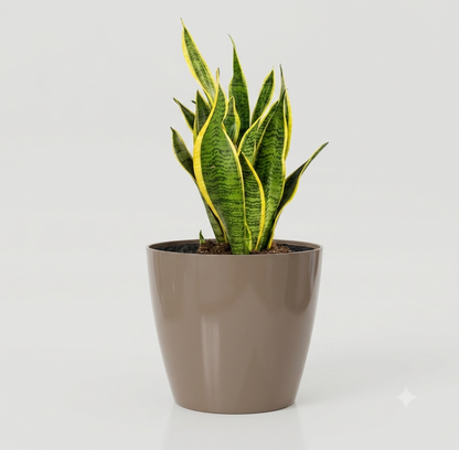 Low Maintenance Plant Kit