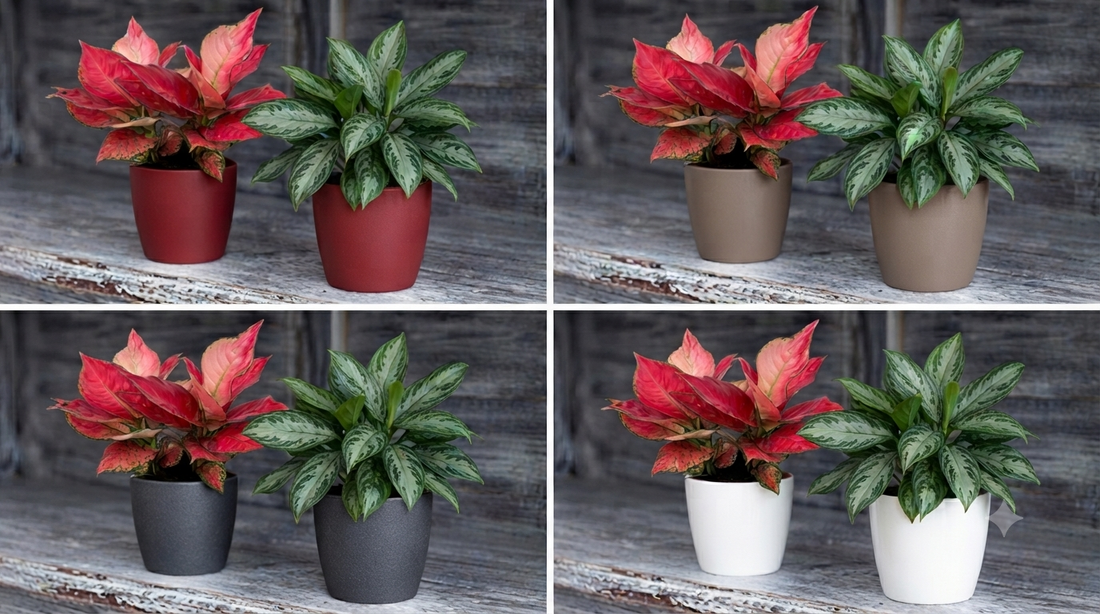 Artevasi Sanremo Planter with Aglaonema Plant - THE GARDEN CENTRE