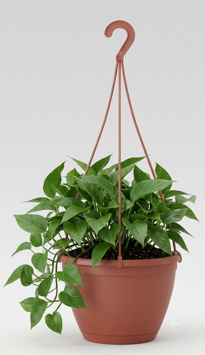 Hanging Plant Kit