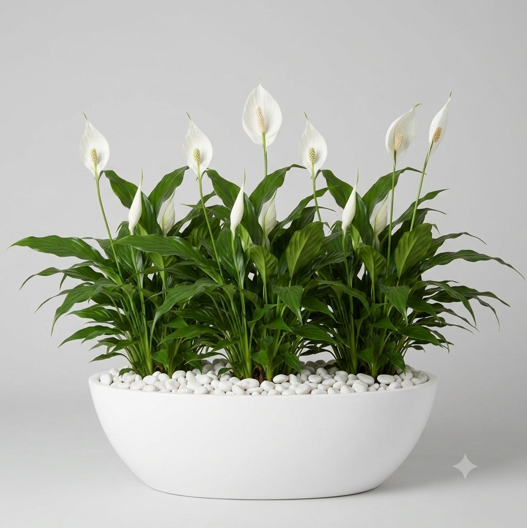 Unique Oval Arrangements