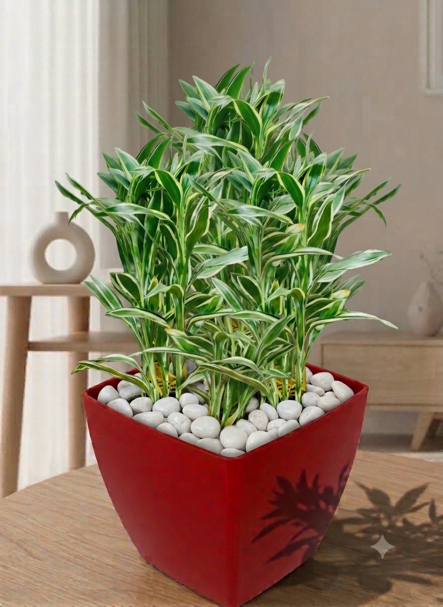 Sanderiana  Arrangements