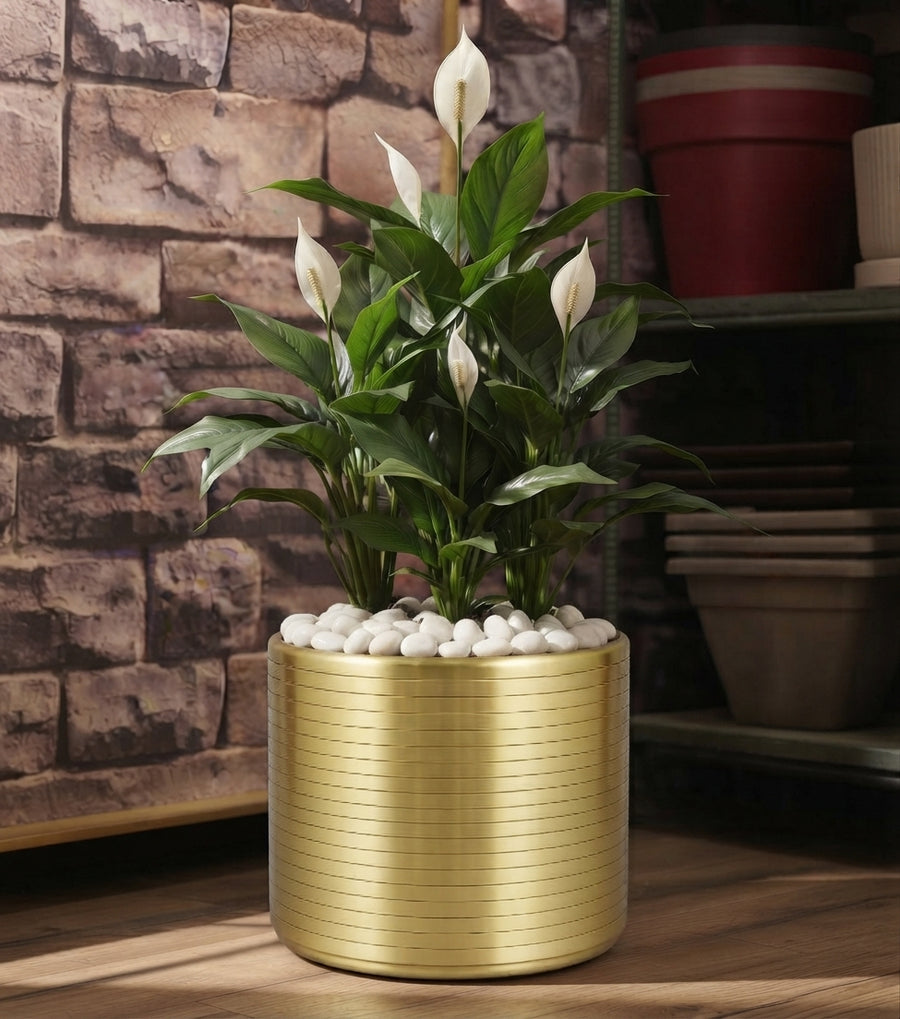 Artificial Peace Lily Arrangement with Metallic planter Gold - THE GARDEN CENTRE