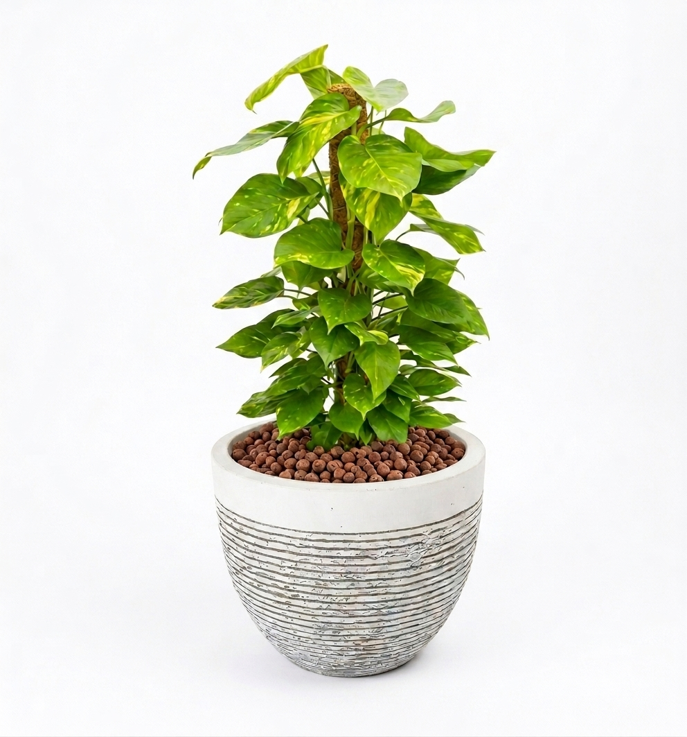 Money Plant Arrangement