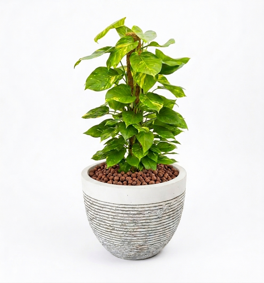 Money Plant Arrangement - THE GARDEN CENTRE