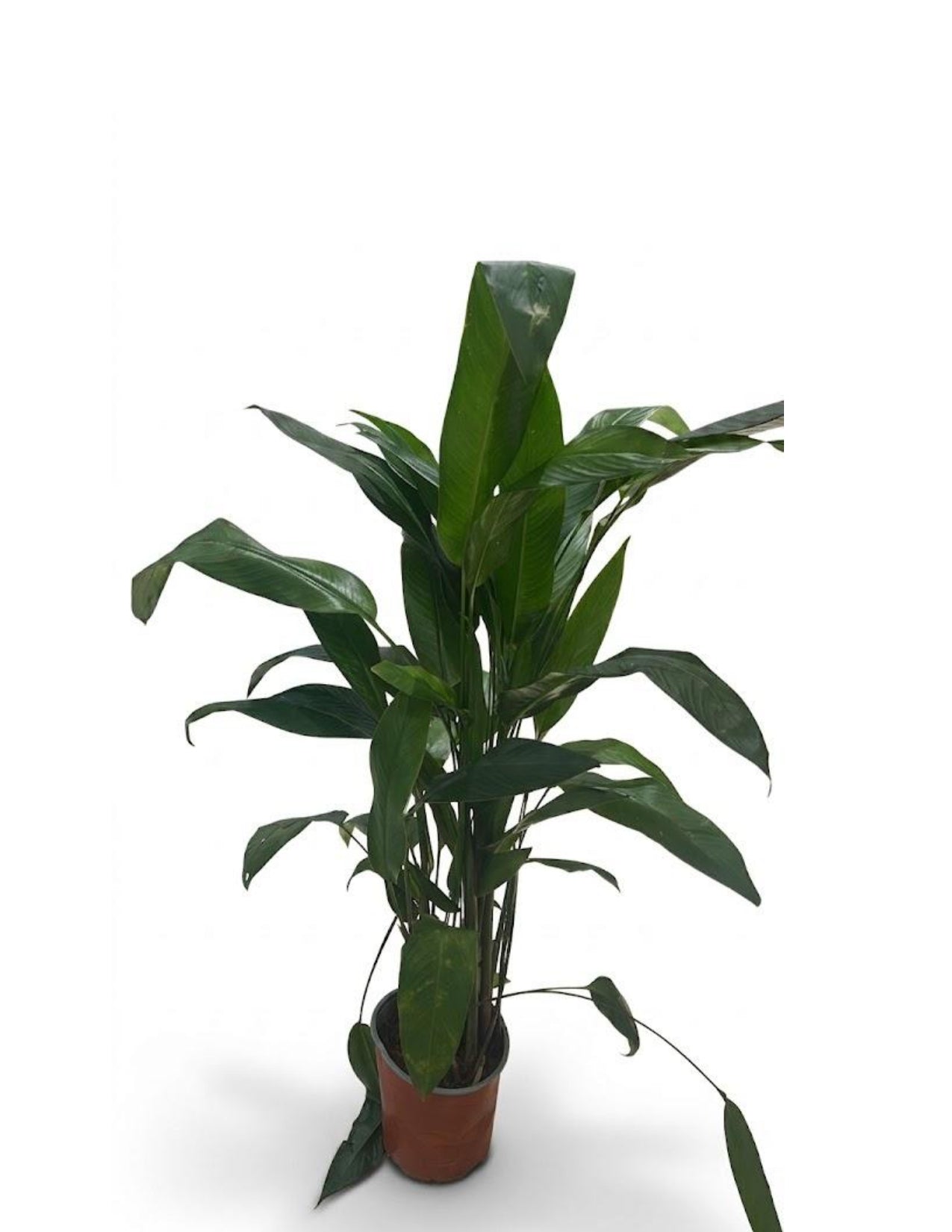 Heliconia 50cm - THE GARDEN CENTRE