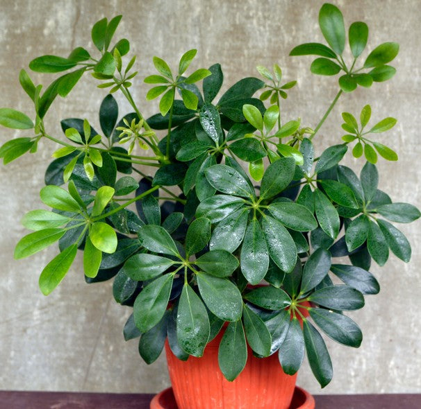 Schefflera Compacta - THE GARDEN CENTRE