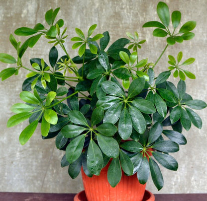 Schefflera Compacta - THE GARDEN CENTRE