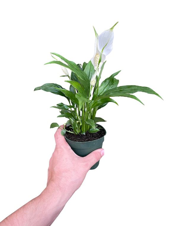Peace Lilly (spathiphyllum) - THE GARDEN CENTRE