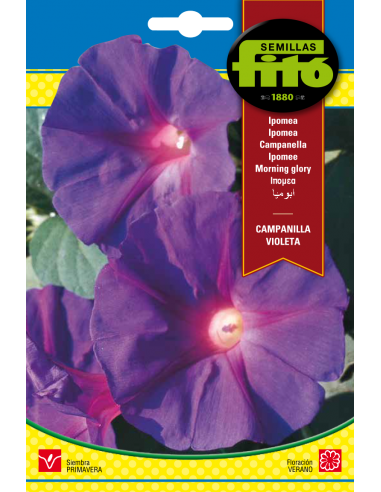 Fito Ipomee- Morning Glory