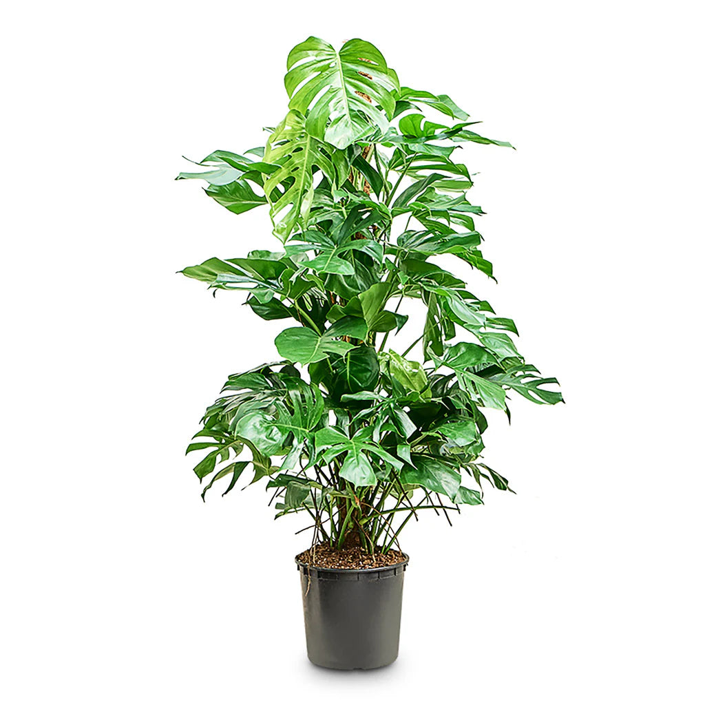 Monstera - THE GARDEN CENTRE
