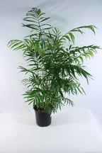 Chamaedorea Cataractarum 140cm - THE GARDEN CENTRE