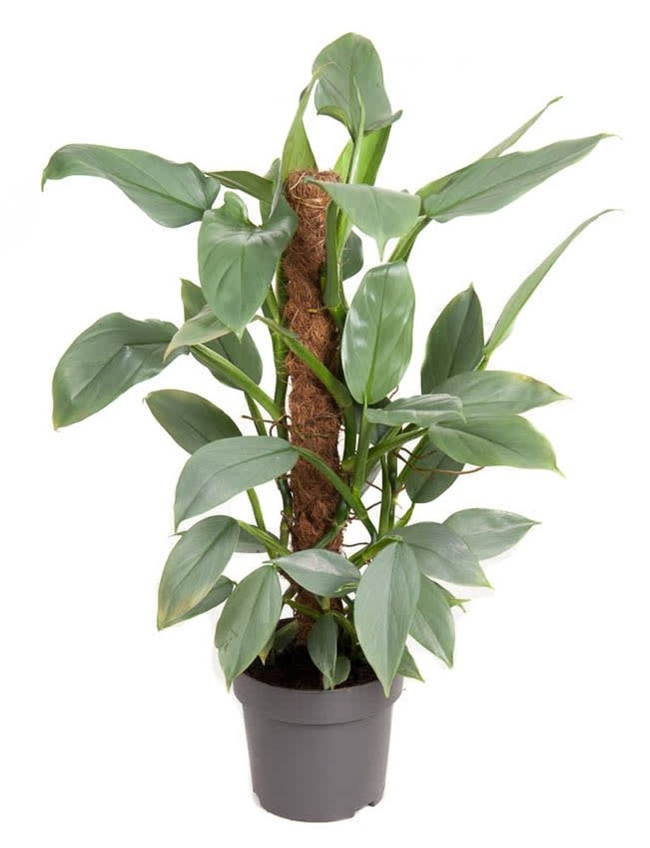 Philodendron Silver Queen