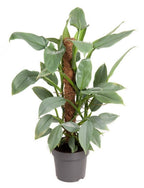 Philodendron Silver Queen