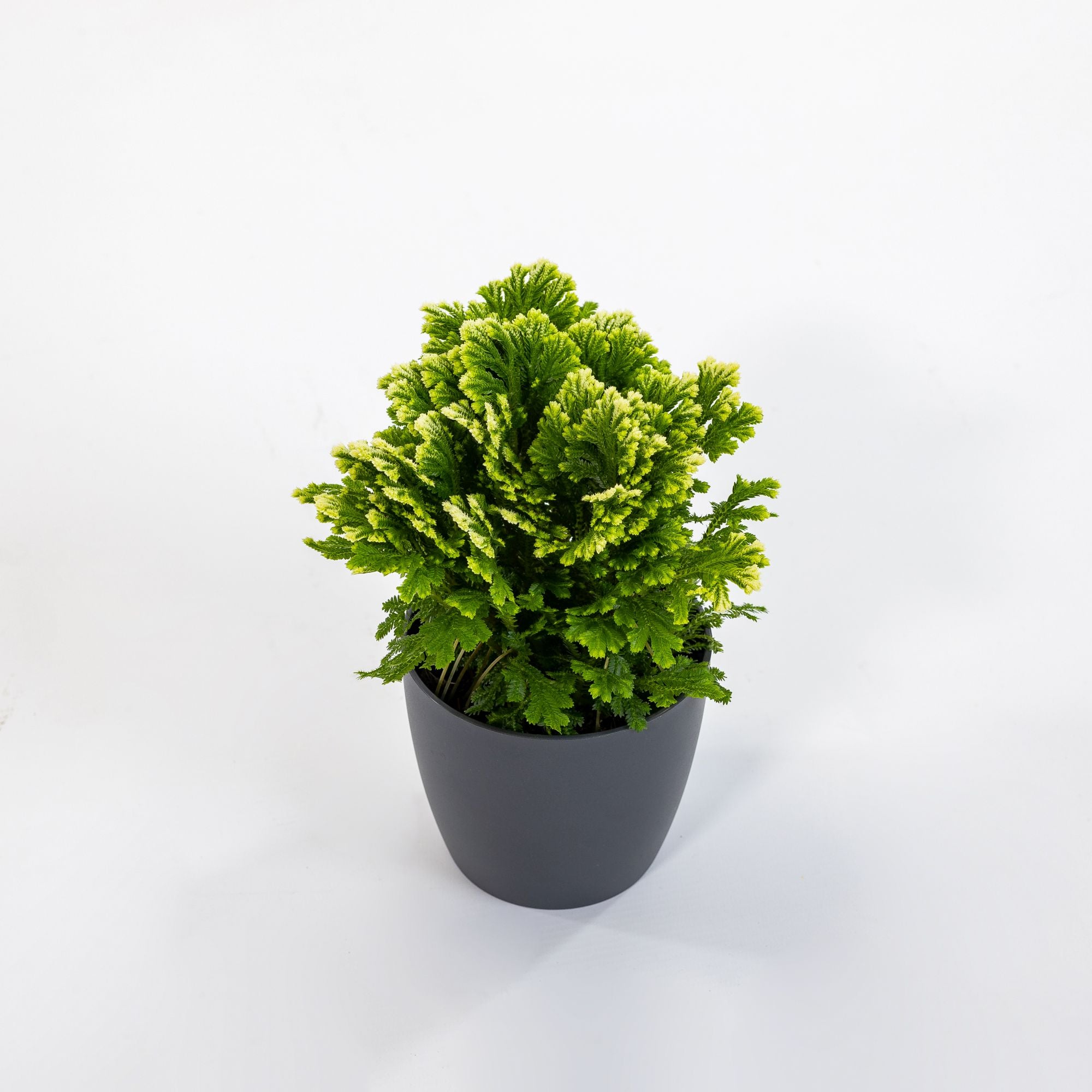 سرخس مارتينس