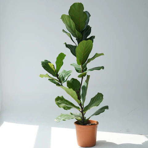 Ficus Lyrata-Fig - THE GARDEN CENTRE