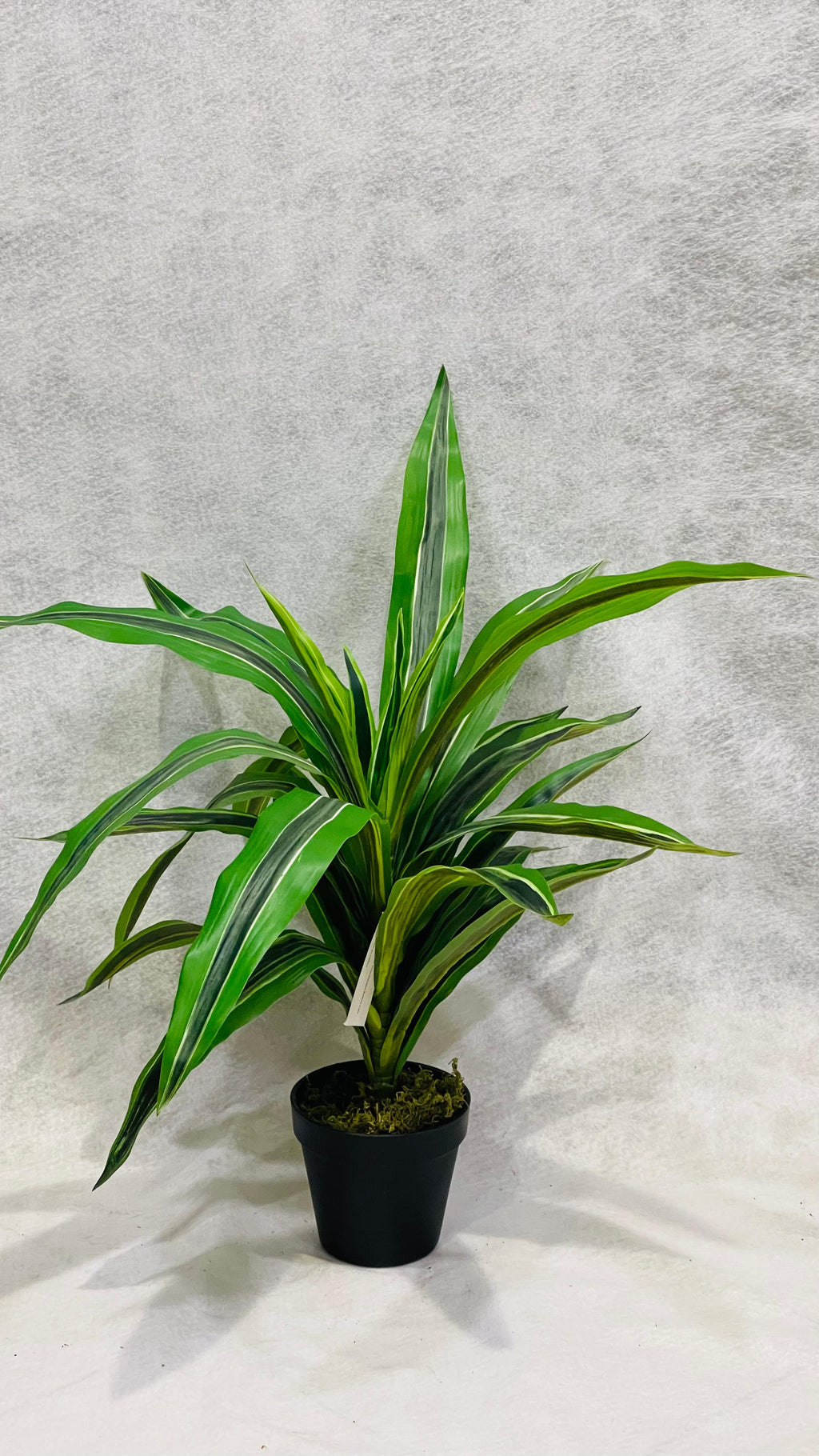 Artificial Dracaena Lemon Lime Head 65cm - THE GARDEN CENTRE