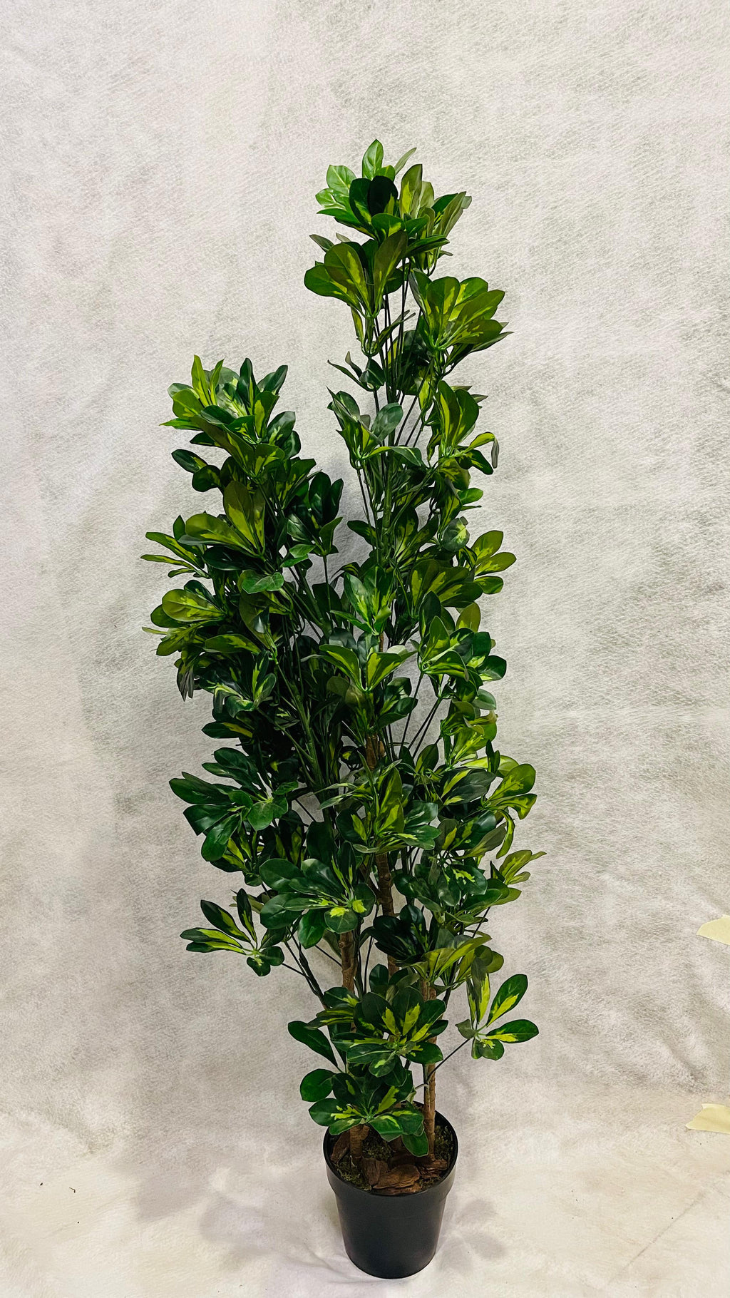 Artificial Schefflera Variegated 150cm - THE GARDEN CENTRE