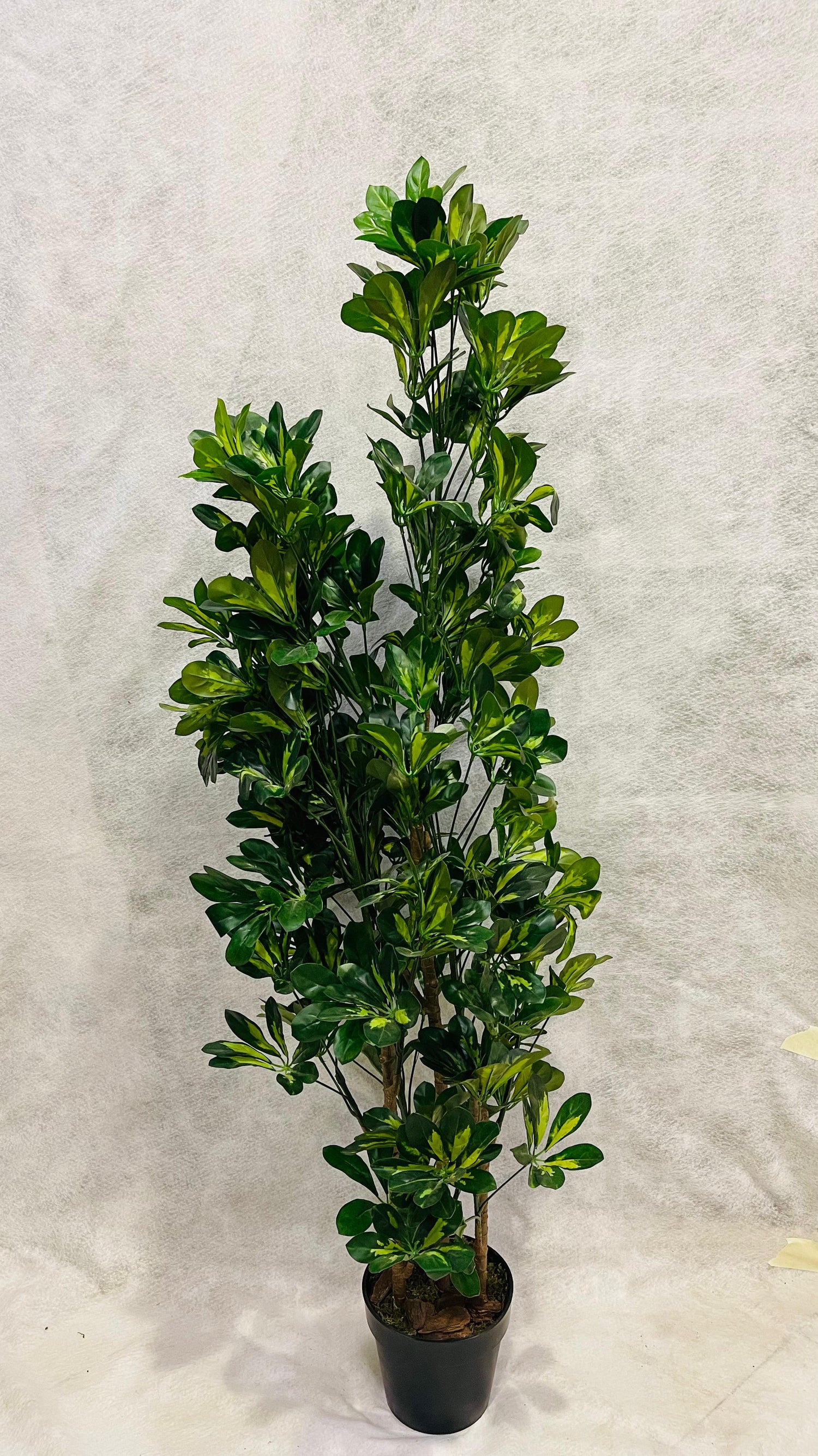 Artificial Schefflera Variegated 150cm