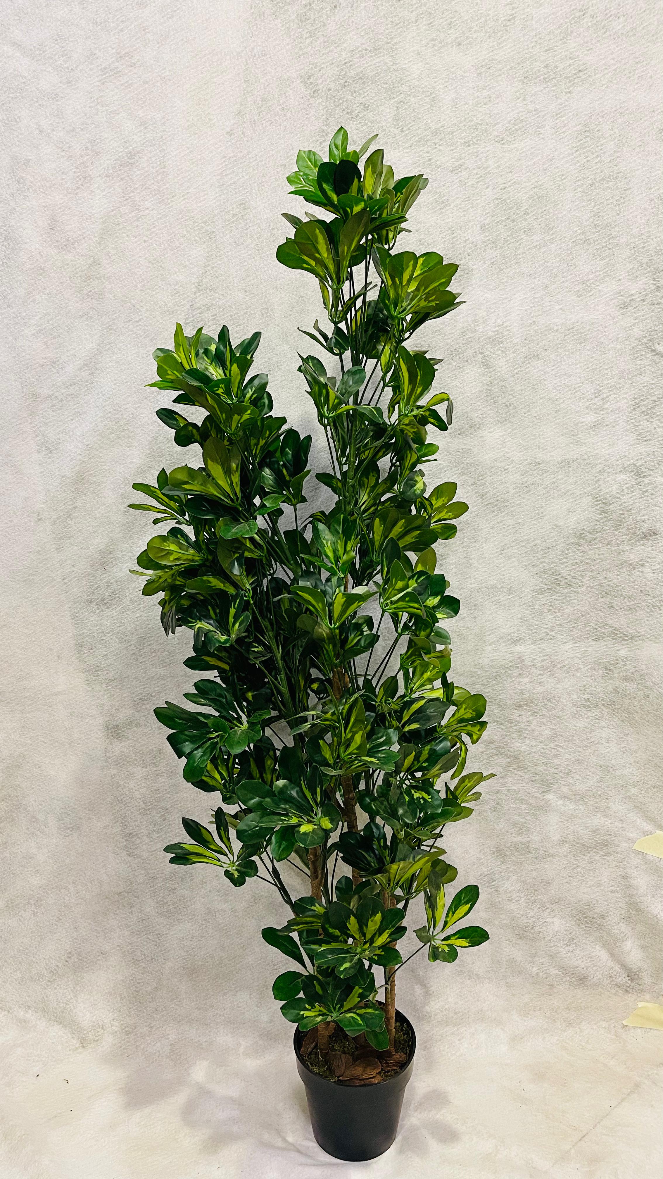 Artificial Schefflera Variegated 150cm