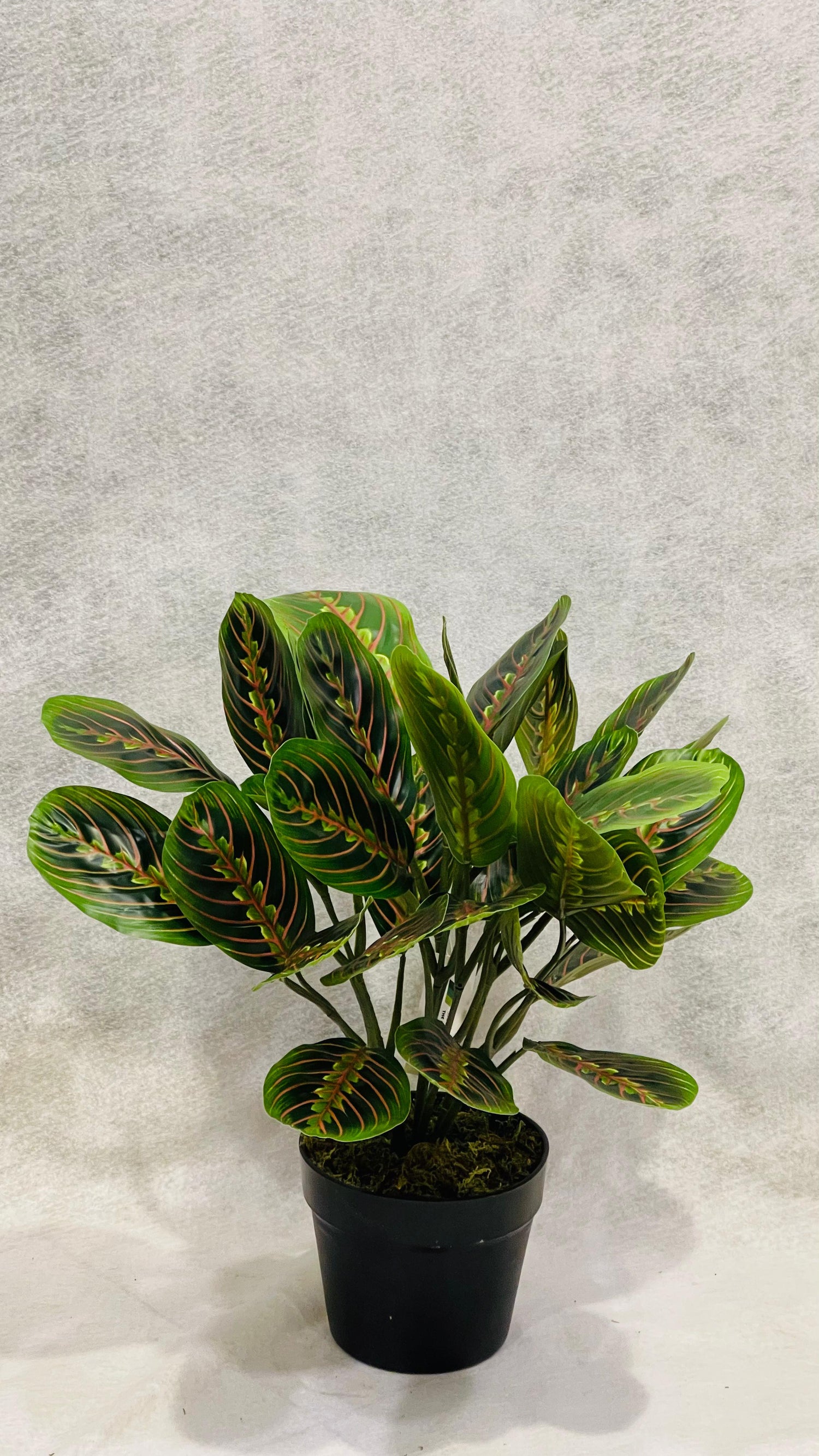 Artificial Marantha Leuconeura