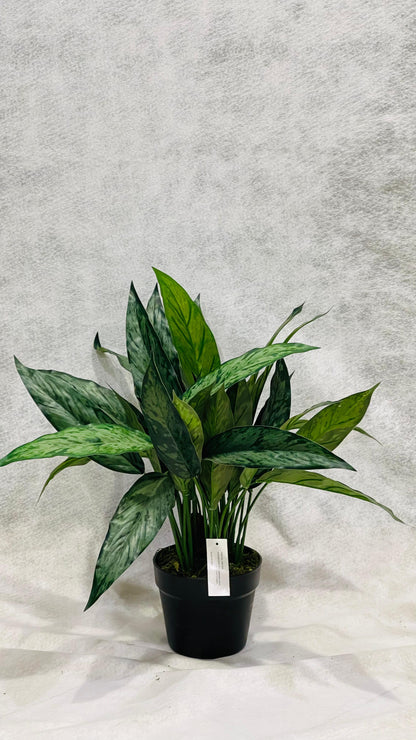 Artificial Aglaonema Varigated 50cm