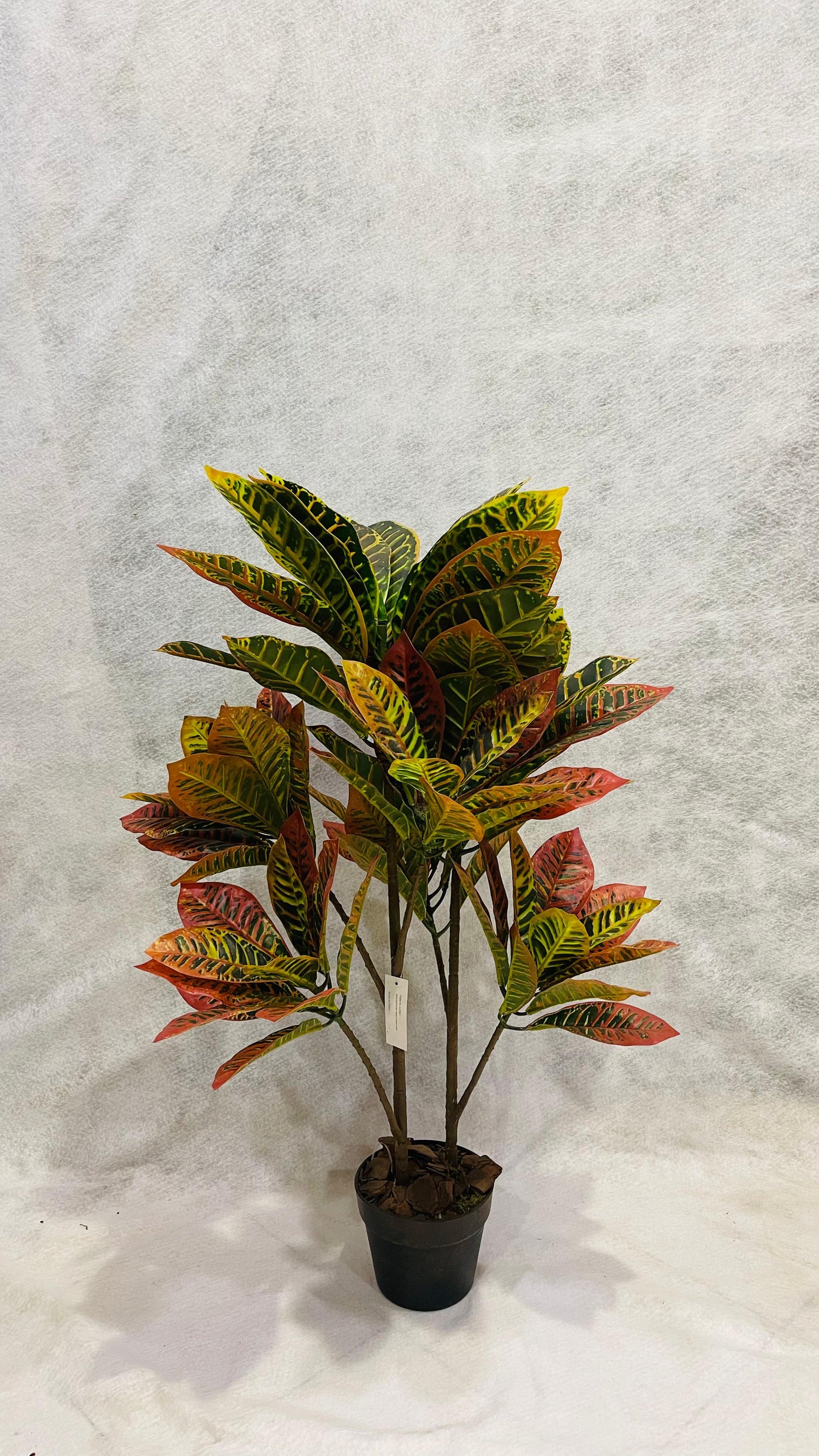 Croton Branched 90cm