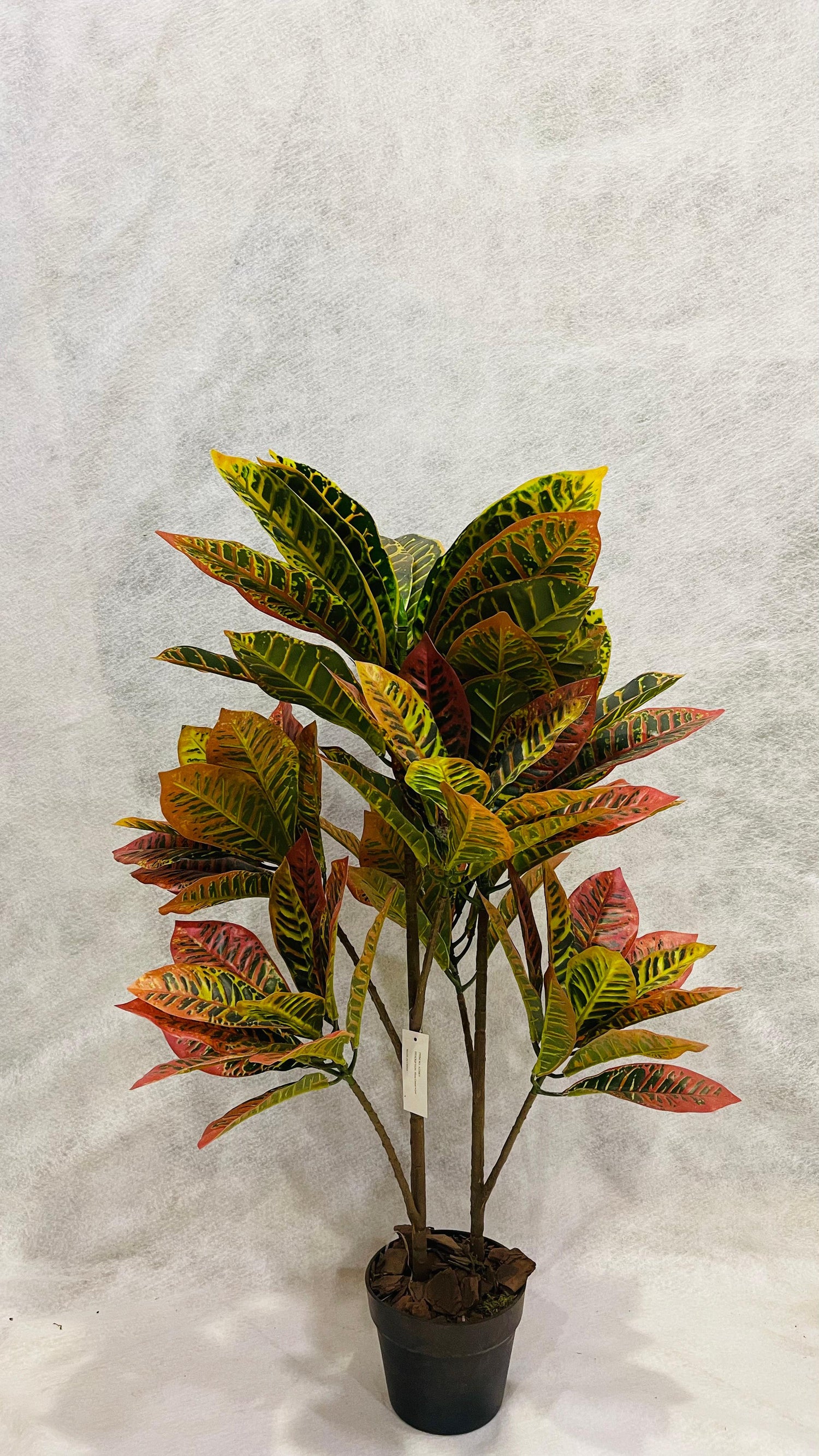 Croton Branched 90cm
