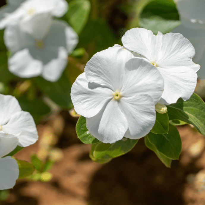VINCA PLANT- ASSORTED COLORS - THE GARDEN CENTRE