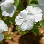 VINCA PLANT- ASSORTED COLORS - THE GARDEN CENTRE