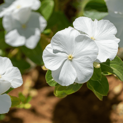 VINCA PLANT- ASSORTED COLORS - THE GARDEN CENTRE