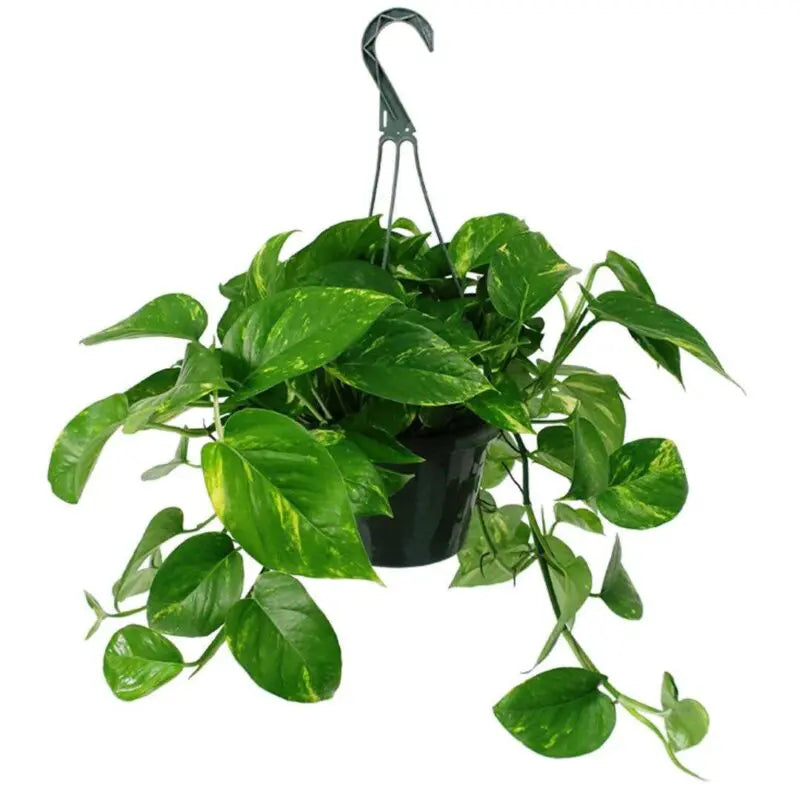 Money Plant (Scindapsus , Pothos) - THE GARDEN CENTRE