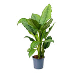 Aglaonema Plant 30cm high - THE GARDEN CENTRE