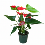 Anthurium Andraeanum - THE GARDEN CENTRE