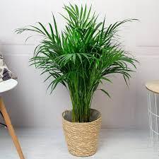 areca palm 100cm Areca Palm (Dypsis lutescens) 120 cm – THE GARDEN CENTRE
