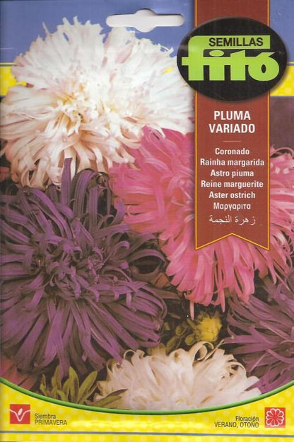 Fito Aster mix - THE GARDEN CENTRE