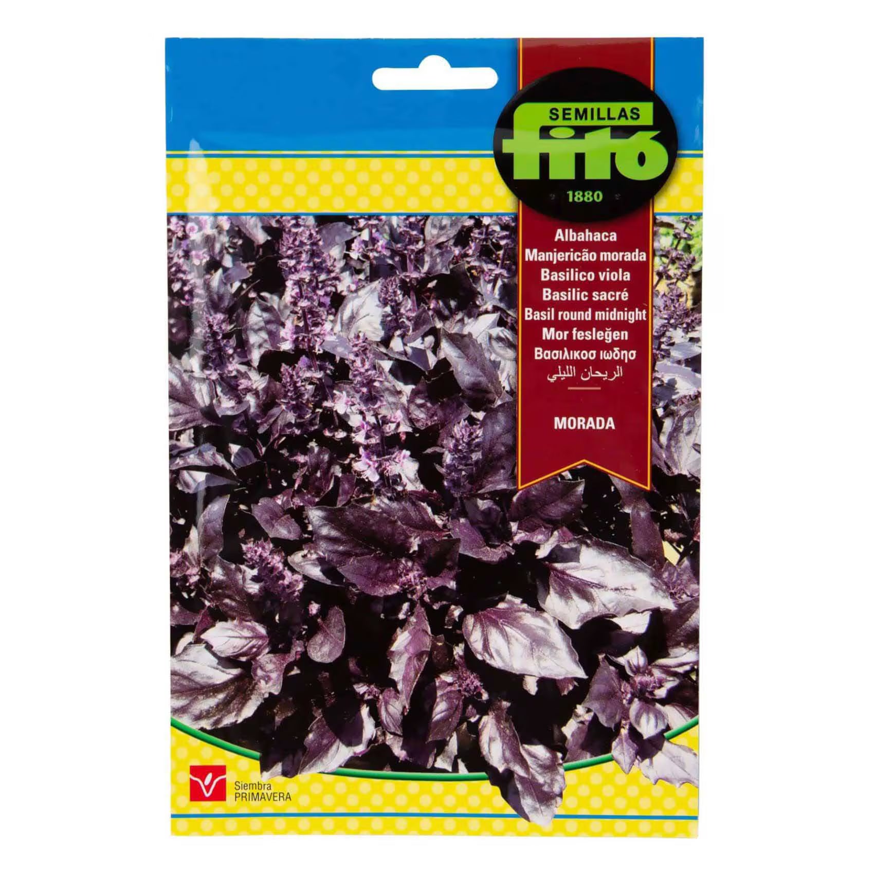 Fito Basil Round Midnight - THE GARDEN CENTRE