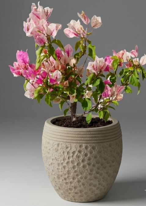 Outdoor summer plant kit - THE GARDEN CENTRE
